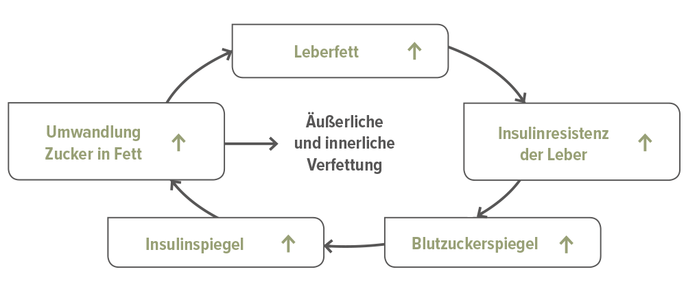 Die Verfettung der Leber - ein Teufelskreis